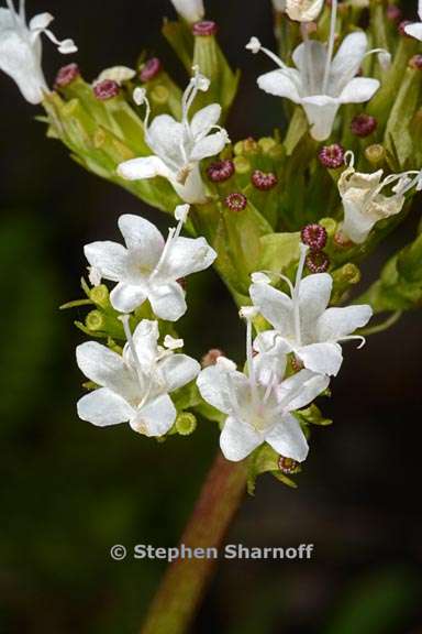 valeriana californica 3 graphic